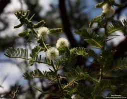 Image result for Acacia welwitschii