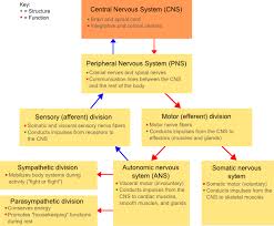 Though there is difference in functions, structure of all the nerves remain the same. Classification Of Peripheral Nerves Wikipedia