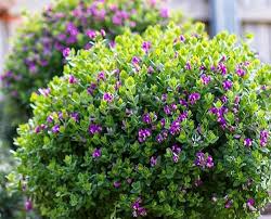 Image result for Polygala filicaulis