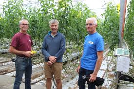 Trois tonnes de tomates abandonnées aux abords d'un champ de maïs à briec, dans le secteur du pénity. Tomate Pour La Scea Ty Glas Dans Le Finistere Anticiper Les Besoins En Main D Oeuvre Saisonniere Est La Cle Reussir Fruits Legumes Fld