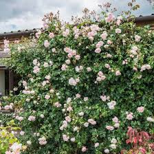The Generous Gardener Kletterrosen Fur Nordwande Besondere Pflanzsituationen Kletterrose David Austin Rosen Kletterrosen