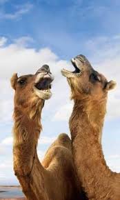 Do not allow a camel to put his nose under the edge of your tent, for soon you will have a camel in your tent. Camels