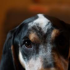 The bluetick coonhound is a low to moderately adaptable dog breed. 5 Things To Know About Bluetick Coonhound Puppies Greenfield Puppies