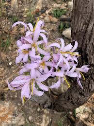 Image result for Xerophyta pauciramosa