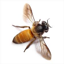 Nwnjba Honey Bee Identification Page