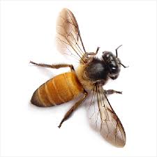 Nwnjba Honey Bee Identification Page