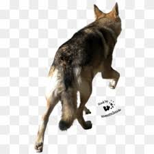 Wolf Head Png Png Transparent For Free Download Pngfind Black cat kitten silhouette, cat png. wolf head png png transparent for free