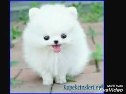 Dunyanin En Sirin Kopegi Boo Youtube