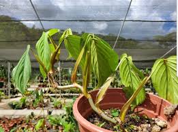 Pin By Russ On Philodendron Philodendron Plants