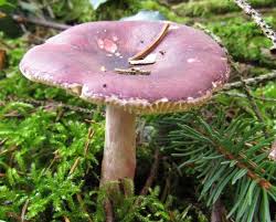 Image result for Russula perlactea