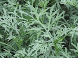 2 ounce (pack of 1) 4.1 out of 5 stars. Artemisia Absinthium Absinthe Absinthium Armoise Absinthe Artemisia Common Wormwood Madderwort Wormwood North Carolina Extension Gardener Plant Toolbox