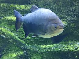 Turkmenoglu Alisveris Merkezi Adli Kullanicinin Baliklarin Mavi Dunyasi Blue World Fish Panosundaki Pin