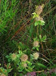 Image result for Trifolium polystachyum