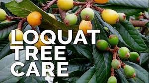 Bees and other insects will help with pollination, and soon individual flowers will form fruits. How To Grow Loquat Trees And Get A Ton Of Fruit Youtube