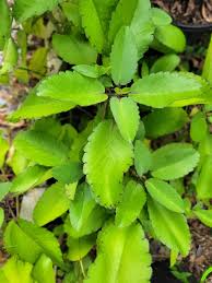 Image result for Bryophyllum