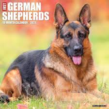 2021 Monthly Wall Calendar Just German Shepherds Willow Creek Press In 2020 German Shepherd Shepherd Dog Calendar