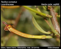 Image result for Loranthaceae