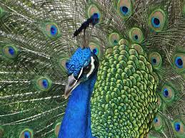 A growing, original collection of bird colouring pages for kids of all ages! Peacock Birds Being In Nature