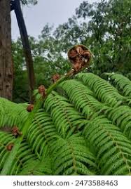 Image result for Cycnium recurvum