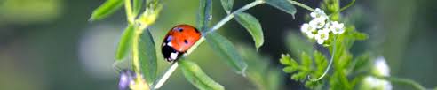 Maybe you would like to learn more about one of these? Organic Gardening Supplies All Seasons Mulch