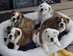 Elleven weeks old french bulldog puppies (marietta, ga). English Bulldog Puppies For Sale Home Facebook