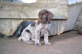 Their price depends upon the pup's age, sex, quality the german wirehaired pointer is not recommended for apartment life. German Wirehaired Pointer Puppy For Sale Jedburgh Roxburghshire Pets4homes German Wirehaired Pointer Puppy Pointer Puppies Puppies