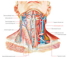 Check spelling or type a new query. Neck Veins Anatomy