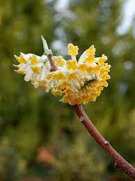 Check spelling or type a new query. Trio Of Yellow Blooms Perfumes The February Garden