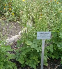 Image result for Cryptotaenia