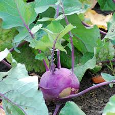 You just need to pick a pot that is at least. Growing Kohlrabi In New Zealand Cool Mountain Climate
