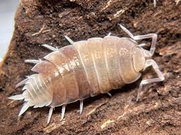 invertebrate — todays isopod is Porcellionides pruinosus, also...