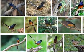 Burung prenjak /burung cinenan adalah burung kicau berpostur kecil. Kenali 6 Jenis Burung Murai Batu Lengkap Dengan Motif Ekornya Hobi Burung