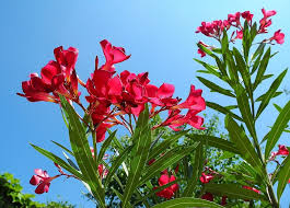 I giardini mediterranei si esprimono pienamente in sicilia, nelle zone costiere del sud italia e nelle isole, aumentando sensibilmente il valore paesaggistico e ambientale di queste zone. Alla Scoperta Dell Oleandro Blog Di Fiori E Notizie Fresche