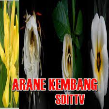 Maybe you would like to learn more about one of these? Arane Kembang Nama Bunga Jenenge Kembang Komplit Pelajaran Bahasa Jawa Sekolah Dasar Islam