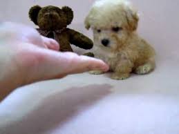 beary poodle tiny toy male off white color ส ตว น าร ก พ ดเด ล ล กหมา