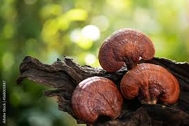Image result for Ganoderma lucidum