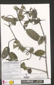 Image result for Landolphia ligustrifolia