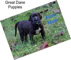 Blue i have a 14 mouth old meral grate dane with a wonderful personality he is very gentle an calm loves kids an other dogs an cats very well rounded dog. Guard Dogs Great Dane For Sale In Jacksonville Agriseek Com