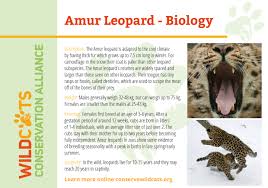 Amur Leopard Facts Wildcats Conservation Alliance