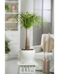 We did not find results for: Nolina Beaucarnea Plantes Vertes Pour La Maison Ou L Appartement Jardiland