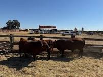 Annual Bull and Female Sale — McPhee Red Angus