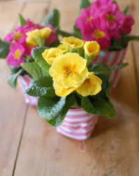 I Adore This Idea Would Be Perfect For A Spring Summer Wedding Primrose Plant Centerpieces From Plant Centerpieces Potted Plant Centerpieces Primrose Plant