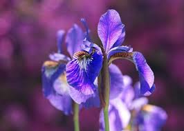 Check spelling or type a new query. Irises How To Plant Grow And Care For Iris Flowers The Old Farmer S Almanac