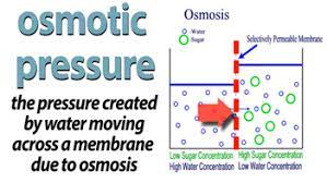 Check spelling or type a new query. Osmotic Pressure Definition Formula Video Lesson Transcript Study Com