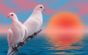 10 New Beautiful Wallpapers Of Love Birds Full Hd 1920 1080 For Pc Desktop Bird Wallpaper Birds Wallpaper Hd Beautiful Wallpapers