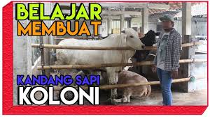 Check spelling or type a new query. Review Kandang Sapi Koloni Di Indonesia Dapat Memuat Sapi Banyak Youtube