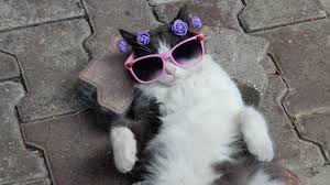 Kucing persia tengah, kucing persia anakan, persia umur 3 bulan, kucing persia peaknose, kucing persia tengah, kucing persia himalaya, kucing persia flatnose dan sebagainya. Kucing Persia Sifat Jenis Cara Merawat Dan Gambarannya