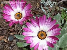 Image result for Arctotis hybrids