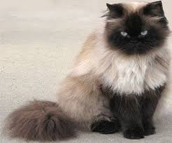 Neutered, dewormed, microchip, shots up to date. Himalayan Cat Information Characteristic And How To Take Care