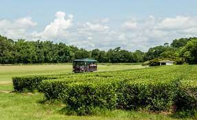Located on wadmalaw island, south carolina, the charleston tea plantation is a wedding venue. Take A Tour Of Our Charleston Tea Plantation Bigelow Tea Bigelow Tea